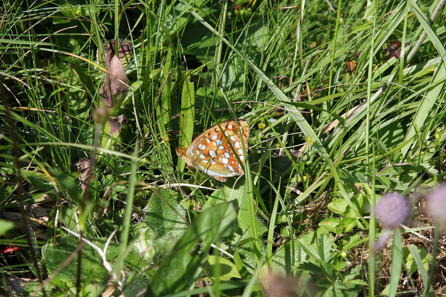 id. Argynnis